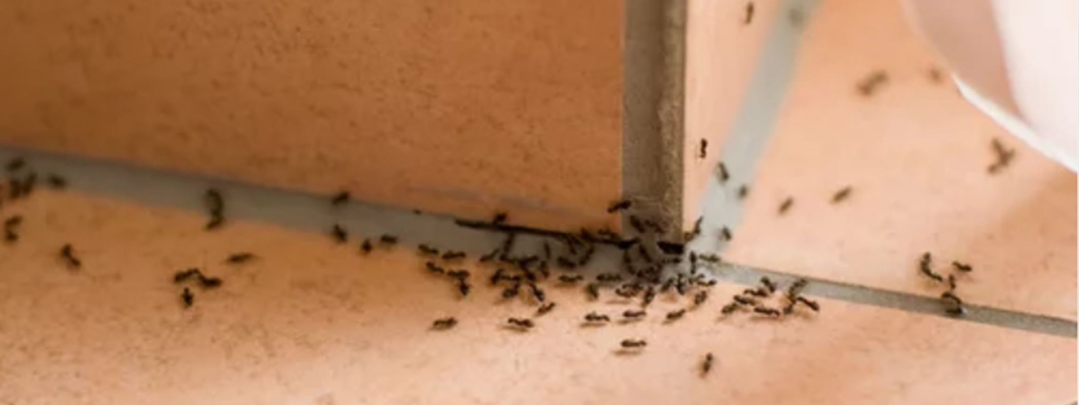 What Happens in an Ant Colony