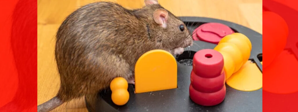 What Makes Rats So Smart
