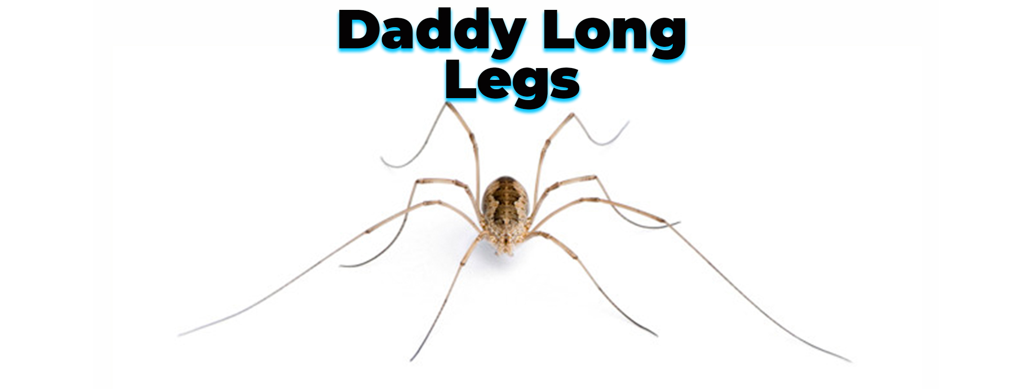 Daddy long legs – harmful or harmless?