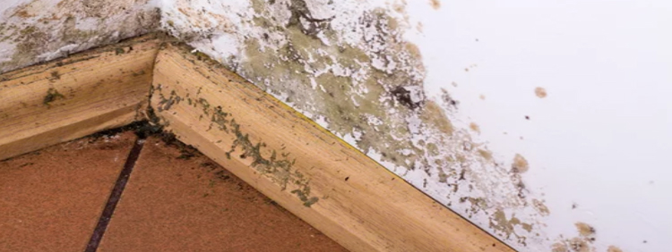 Does Water Damage Attract Carpenter Ants