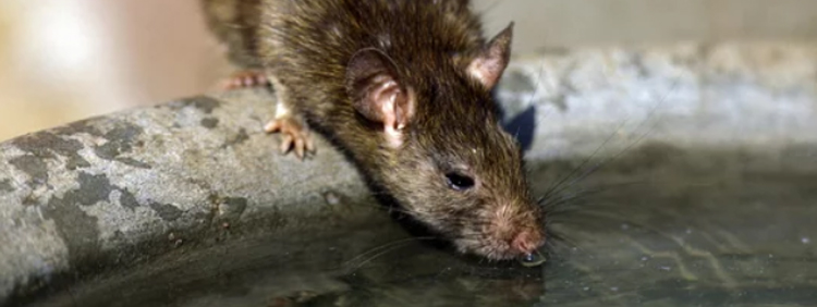 How long do rats live? How long can a rat live without water?