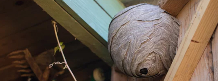 How Long Does A Wasp Nest Last
