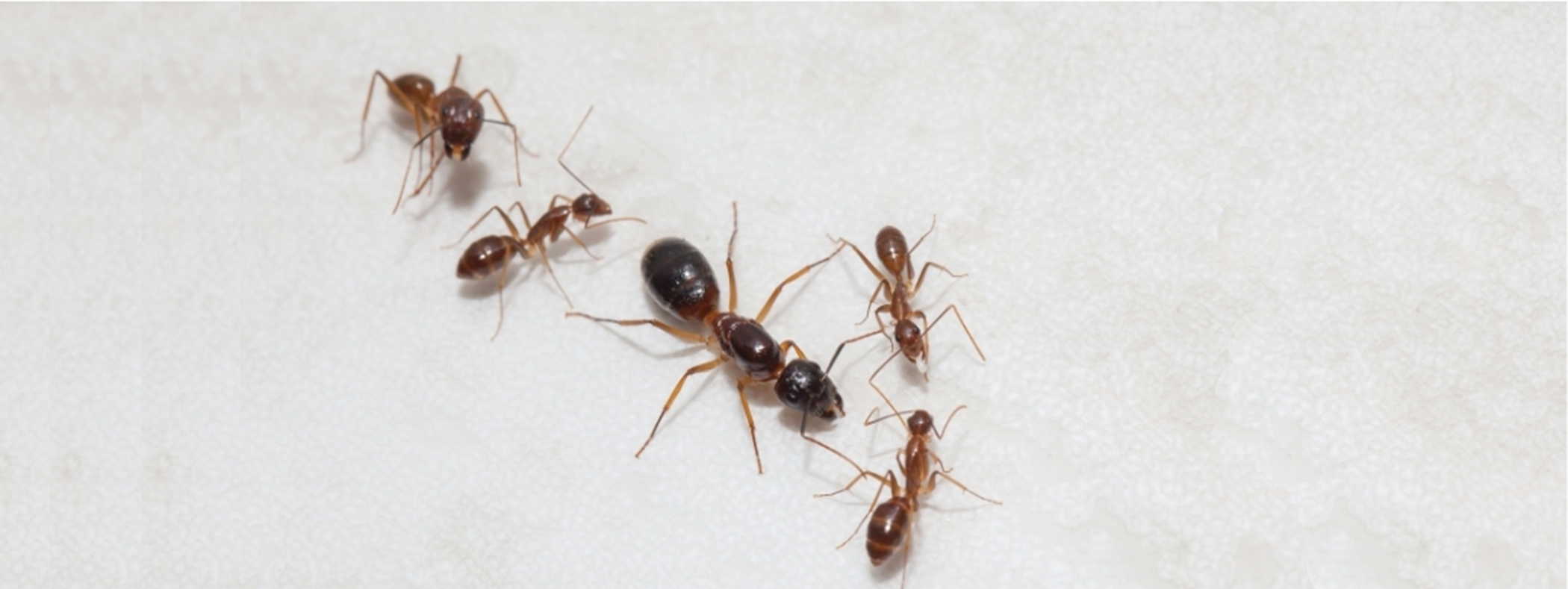 red ants queen