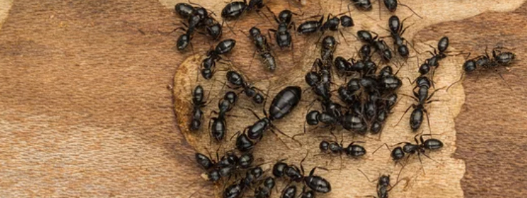What Roles Do Female and Male Ants Provide To Their Colony