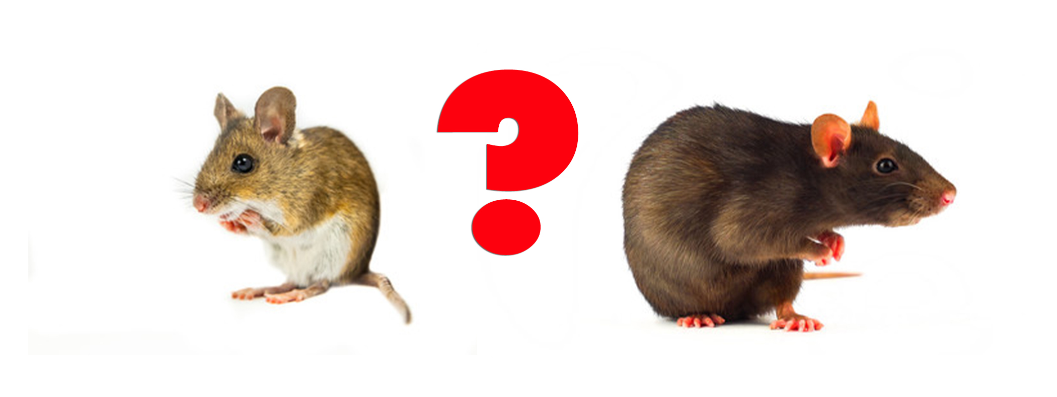 What's The Difference Between Mice and Rats
