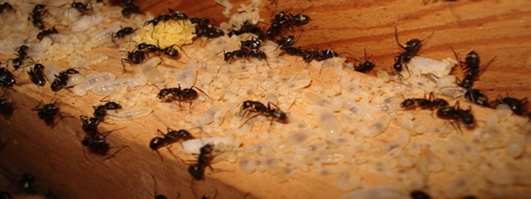Where Can You Find Carpenter Ant Nests