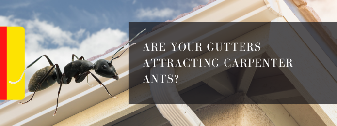 Are Your Gutters Attracting Carpenter Ants_