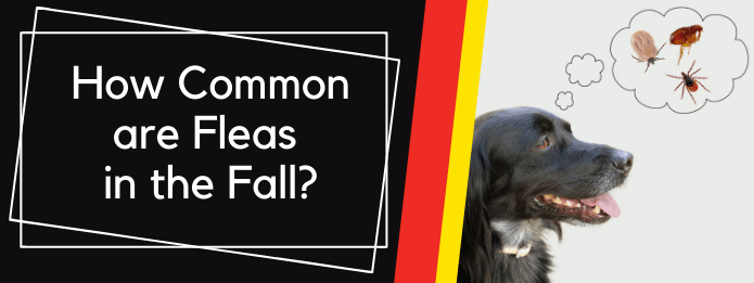 How Common are Fleas in the Fall_