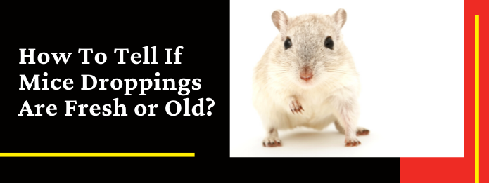 How To Tell If Mice Droppings Are Fresh or Old_