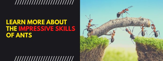 Learn more about the impressive skills of ants.