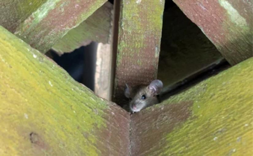 Guelph Pest Control: What Are Roof Rats?