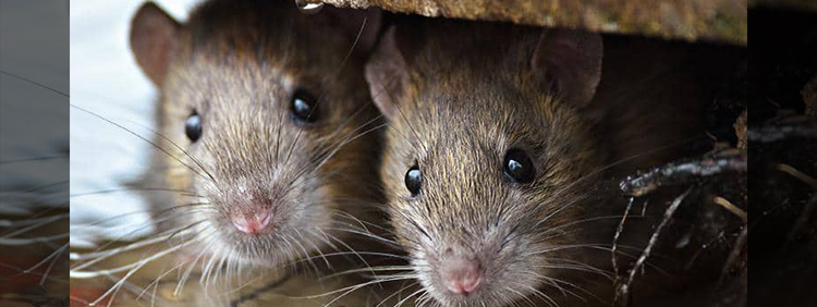 HALIFAX PEST CONTROL: WHAT ARE MICE UP TO IN THE FALL?