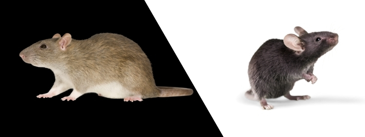 Are Rats More Trouble Than Mice