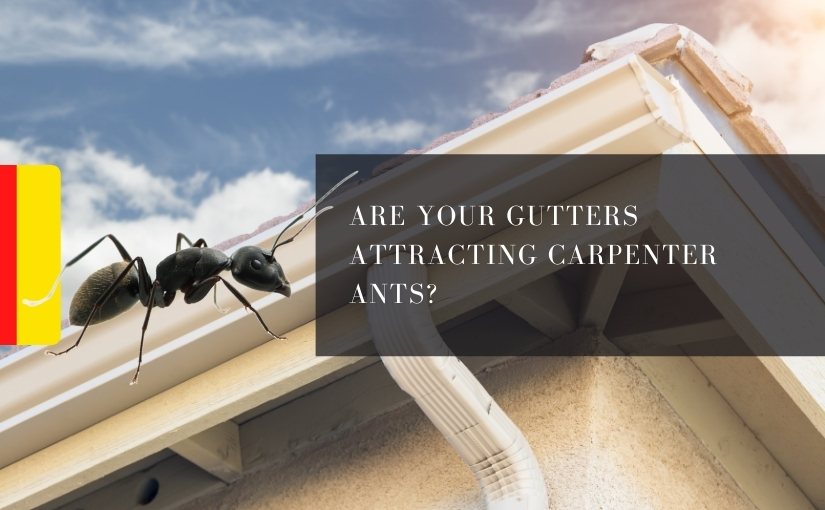 Are Your Gutters Attracting Carpenter Ants_