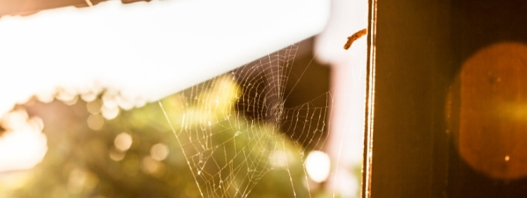 Why Are Spiders More Noticeable in the Fall