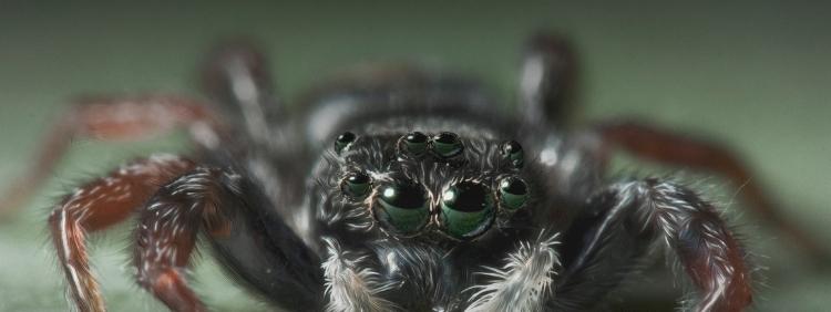 Why Do Spiders Need Eight Eyes