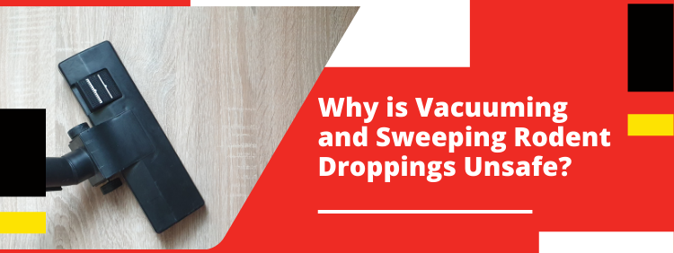 Why is Vacuuming and Sweeping Rodent Droppings Unsafe_ (1)