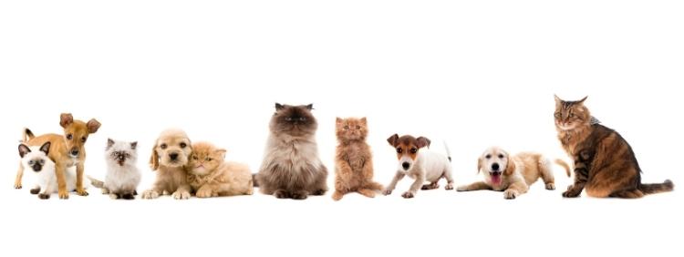 Cambridge Pest Control Dangers Pests Pose to Your Pets