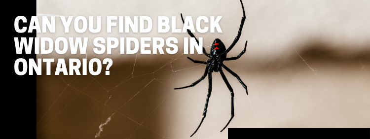 Can You Find Black Widow Spiders In Ontario_