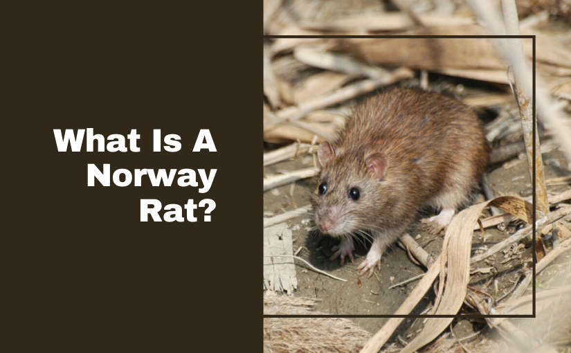 What Is A Norway Rat_ (1)