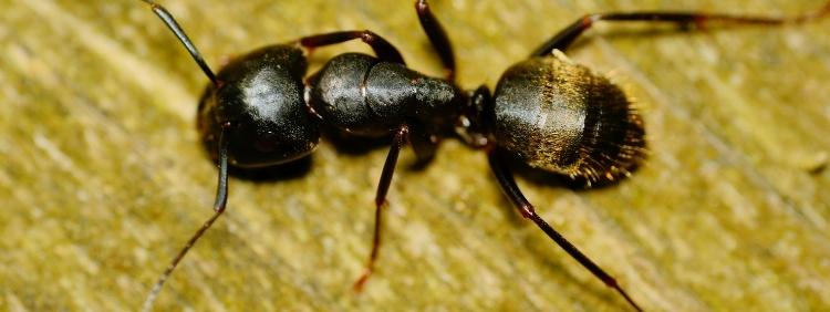 Guelph Pest Control How May Legs Does a Carpenter Ant Have