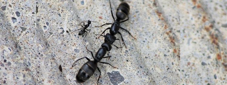 Kitchener Pest Control Black Ants vs Carpenter Ants