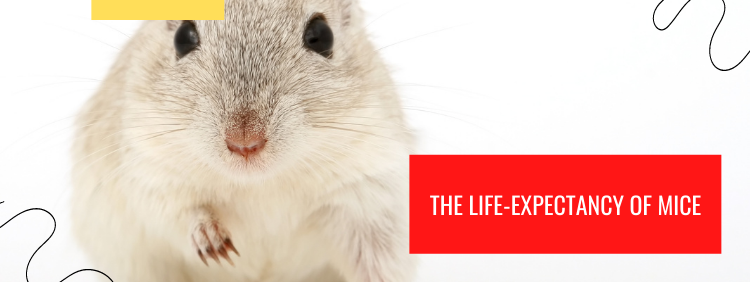 The Life-Expectancy of Mice
