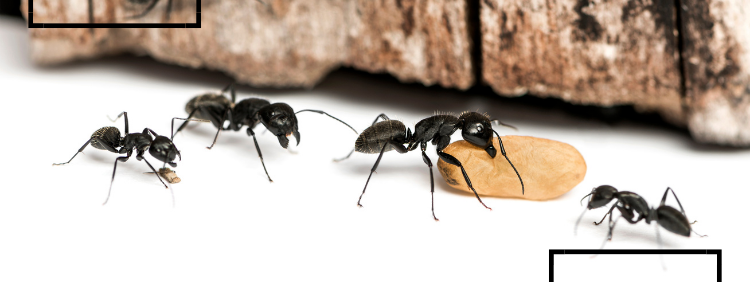 5 Great Ways To Keep Carpenter Ants Away