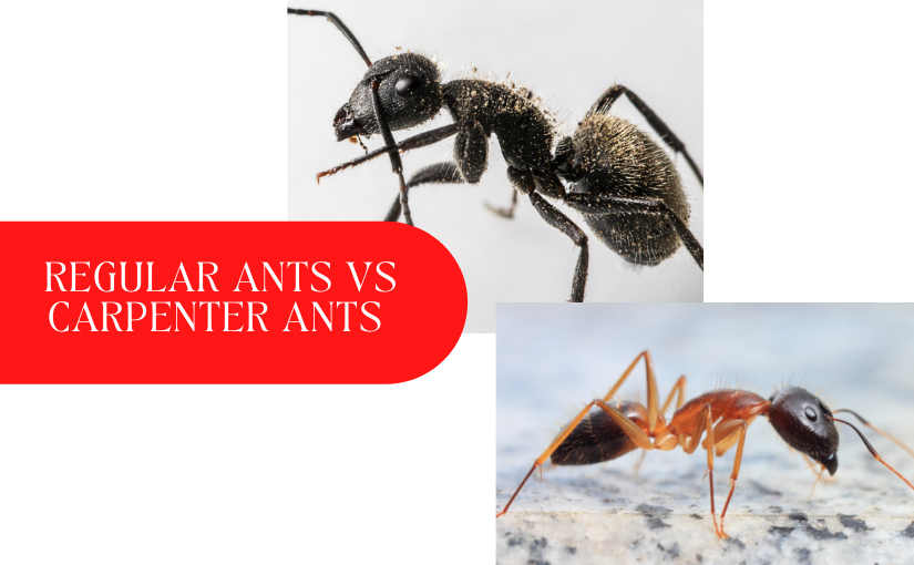 Why Are You Seeing Flying Ants in Your Home? - Truly Nolen Canada