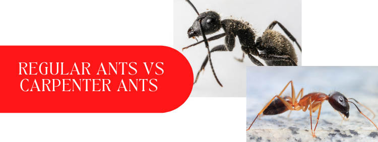 Black Ants vs Carpenter Ants