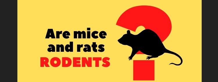 Guelph Pest Control Are Mice and Rats Rodents