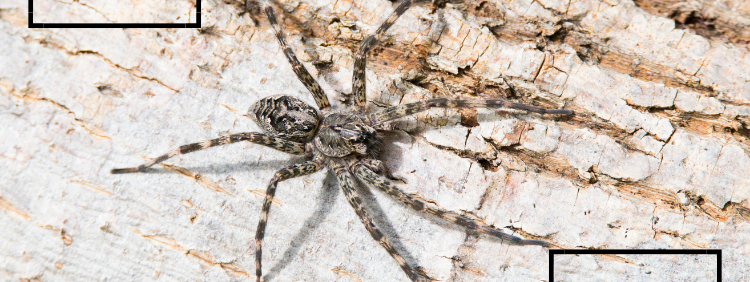 What Is Spider Molting?