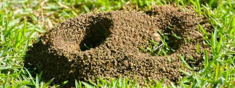 Toronto Pest Control Do Carpenter Ants Make Nests in Lawns