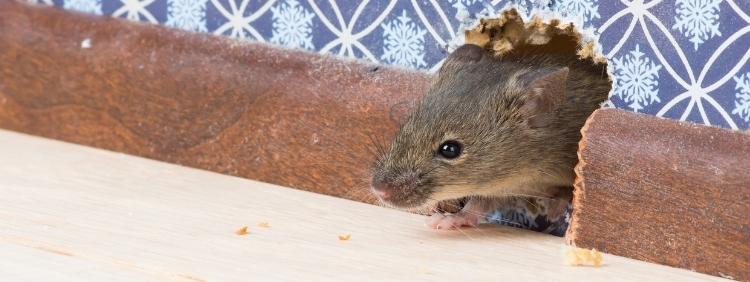Toronto Pest Control How to Get Rid of Mice in Walls