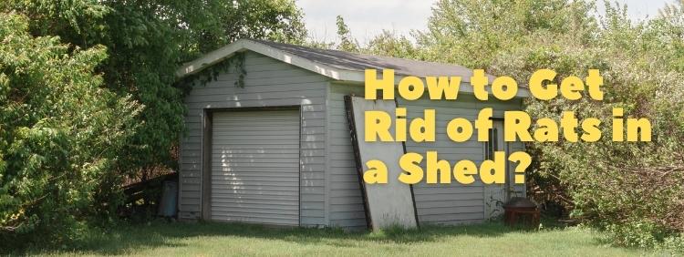 Toronto Pest Control How to Get Rid of Rats in a Shed