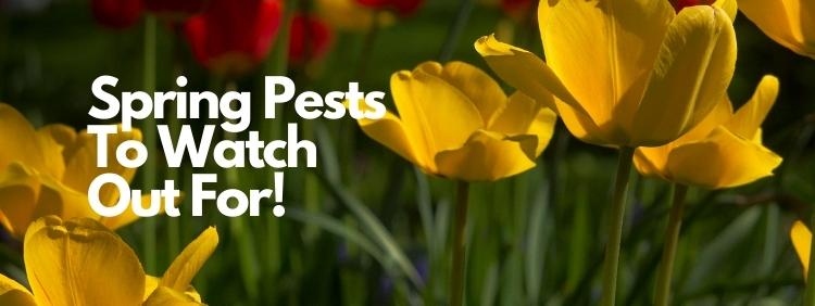4 Spring Pests To Watch Out For!