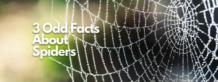 Cambridge Spider Control 3 Odd Facts About Spiders