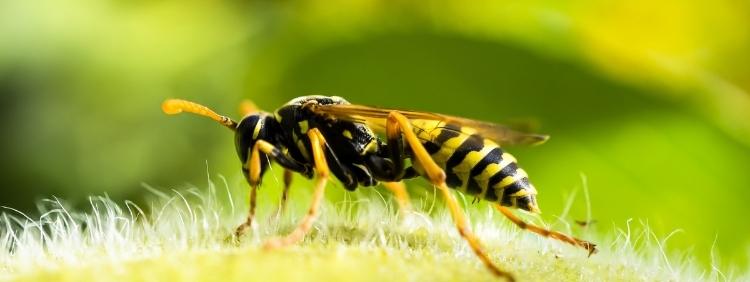 Guelph Pest Control Do Wasps Come out in Spring
