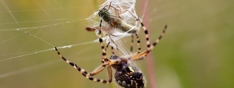 The Difference Between Web and Hunting Spiders