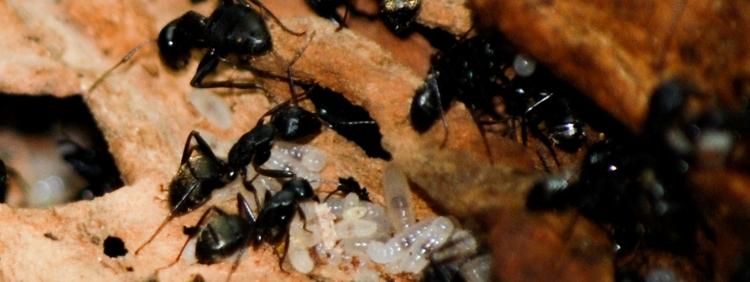 Toronto Pest Control Where do Carpenter Ants Build Nests