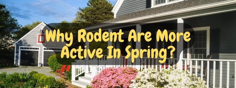 Burlington Pest Removal Are Rodents More Active in Spring