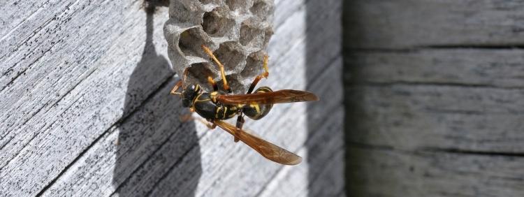 How To Deter Wasps From Your Property