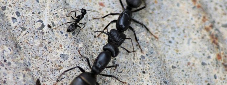 Mississauga Pest Control Comparing Carpenter Ants and Black Ants