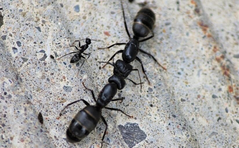 Carpenter Ants: Find Their Nest, Stop The Infestation