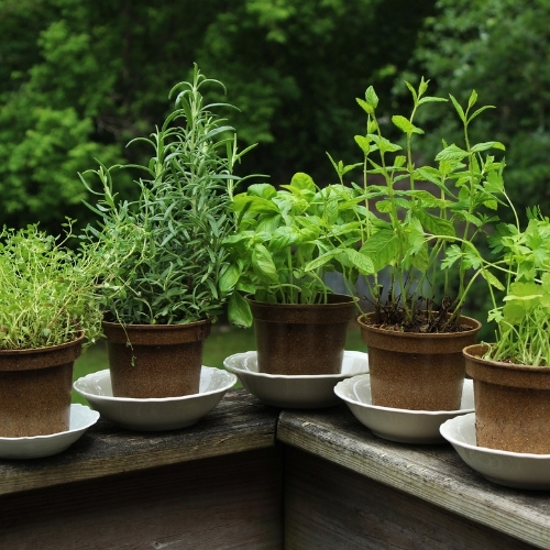 Prevent a Pest Infestation on Your Deck With These Tips