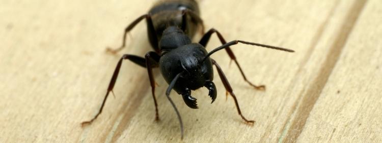 Toronto Carpenter Ant Removal 4 Intriguing Facts About Carpenter Ants!