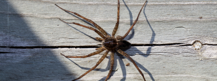 What Are Dock Spiders_