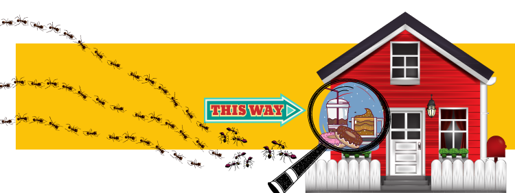 What Is Attracting Carpenter Ants To Your Kitchen (1)