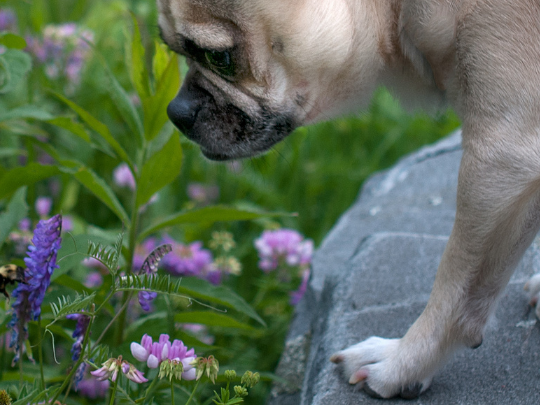 are carpenter bees poisonous to dogs