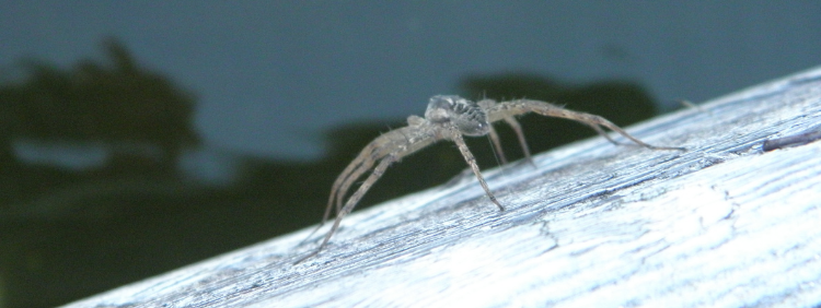 Barrie Pest Control_ 3 Interesting Facts About Dock Spiders